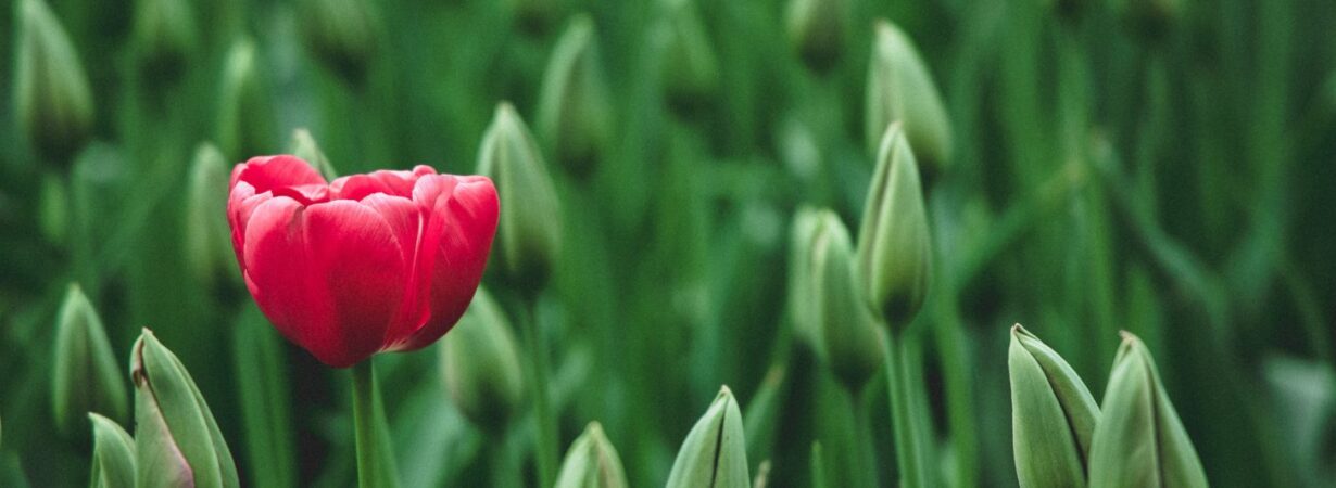 tulipan-pexels 1920x500